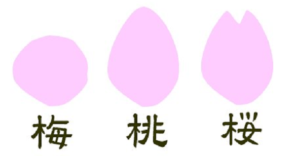 [SAKURA] How to tell the difference between a Cherry Blossom, a Plum Blossom, and a Peach Flower